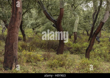 Cork Oak dehesa, recentemente raccolti di alberi in primavera. Sierra de Grazalema, Andalusia Spagna del sud. Foto Stock