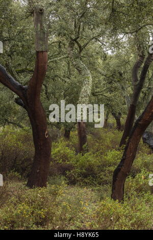 Cork Oak dehesa, recentemente raccolti di alberi in primavera. Sierra de Grazalema, Andalusia Spagna del sud. Foto Stock