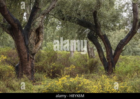 Cork Oak dehesa, recentemente raccolti di alberi in primavera. Sierra de Grazalema, Andalusia Spagna del sud. Foto Stock