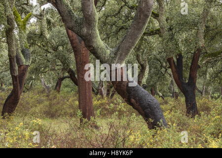 Cork Oak dehesa, recentemente raccolti di alberi in primavera. Sierra de Grazalema, Andalusia Spagna del sud. Foto Stock