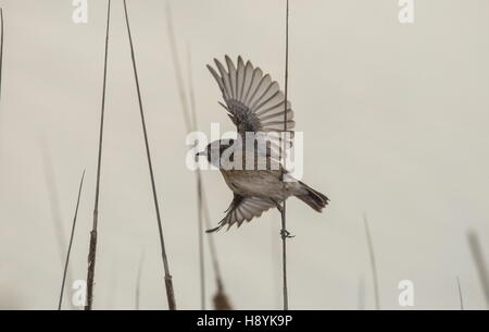 Immaturo stonechat comune, Saxicola torquatus in volo, all'inizio della primavera. Foto Stock