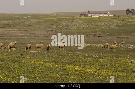 Pecore Merino di pascolare su la fiorita pianure erbose di La Serena, in primavera; Estremadura, Ovest della Spagna. Foto Stock