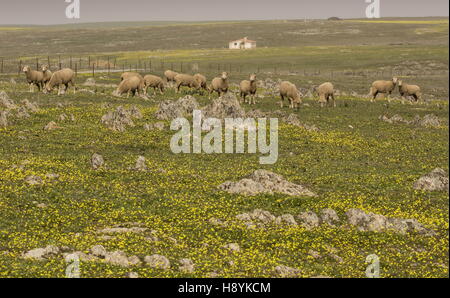 Pecore Merino di pascolare su la fiorita pianure erbose di La Serena, in primavera; Estremadura, Ovest della Spagna. Foto Stock