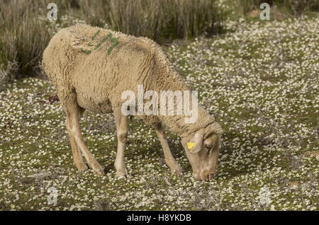 Merino pecore al pascolo sulle pianure erbose di La Serena, Extremadure, Ovest della Spagna. Foto Stock