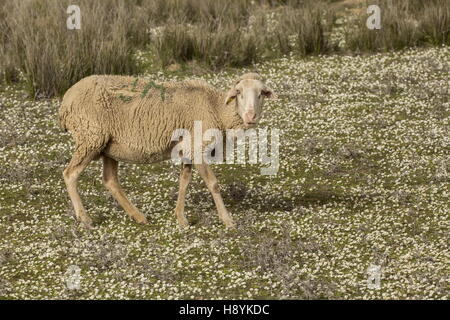 Merino pecore al pascolo sulle pianure erbose di La Serena, Extremadure, Ovest della Spagna. Foto Stock