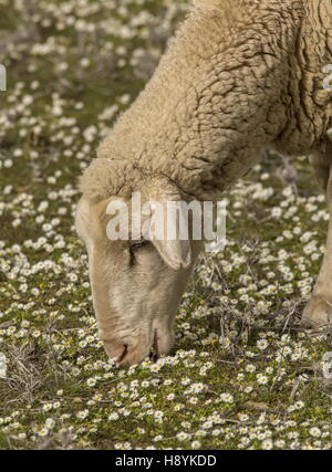 Merino pecore al pascolo sulle pianure erbose di La Serena, Extremadure, Ovest della Spagna. Foto Stock