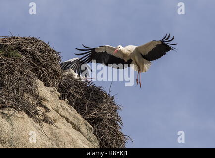 Cicogna bianca, Ciconia ciconia provenienti da terreni a nido sul masso di granito, a los Barruecos Monumento Naturale, Extremadura, West Foto Stock