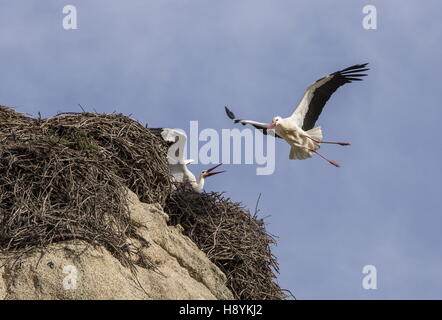 Cicogna bianca, Ciconia ciconia provenienti da terreni a nido sul masso di granito, a los Barruecos Monumento Naturale, Extremadura, West Foto Stock