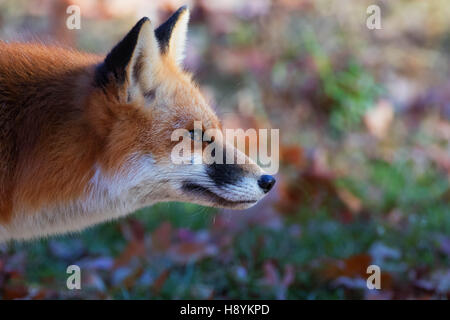 Cody red fox Closeup profilo Foto Stock