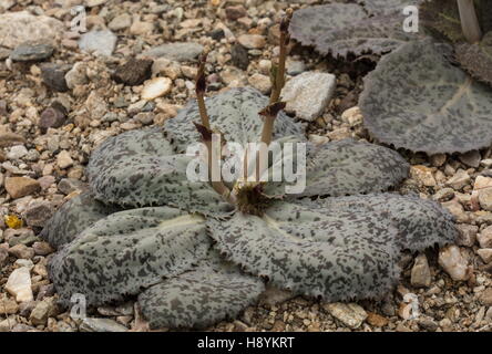 La ghiaia ghost, Atrichoseris platyphylla rosetta foglie morte nella valle del fiume wash. In California. Foto Stock