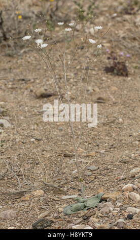 La ghiaia ghost, Atrichoseris platyphylla in fiore nella valle della morte fiume wash. In California. Foto Stock