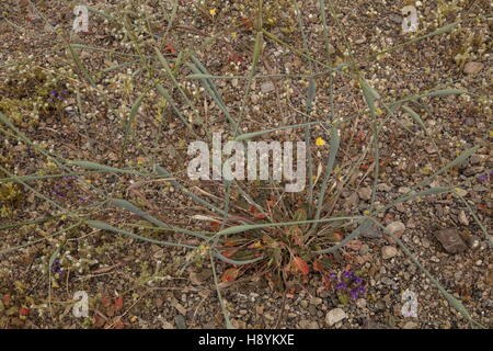 Deserto tromba, Eriogonum inflatum, mostrando gonfiato gli steli. Valle della Morte. Foto Stock