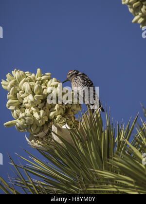 Scala-backed Picchio, Picoides scalaris, alimentando il Joshua Tree in fiore, Deserto Mojave, California. Foto Stock