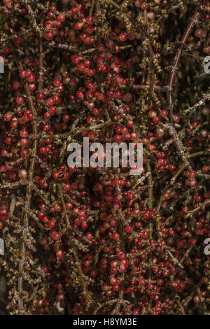 Deserto vischio, Phoradendron californicum, con abbondanti bacche mature; deserto Sonoran, California. Foto Stock