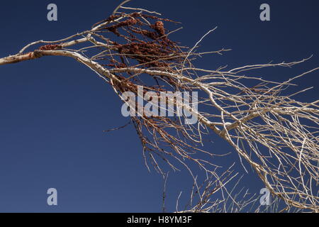 Deserto vischio, Phoradendron californicum, con abbondanti bacche mature; deserto Sonoran, California. Foto Stock