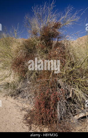 Deserto vischio, Phoradendron californicum, con abbondanti bacche mature; deserto Sonoran, California. Foto Stock