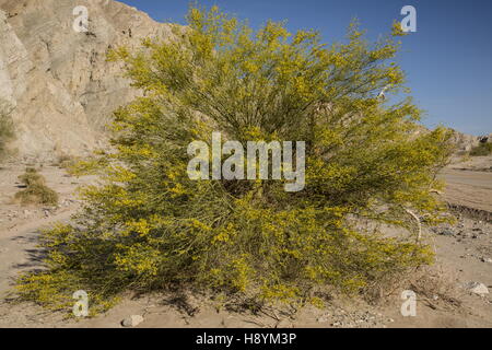 Blue palo verde albero, Parkinsonia florida, in fiore sul fiume-lavaggio, del Deserto di Sonora, California. Foto Stock