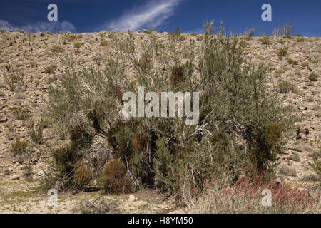 Desert Ironwood, Olneya Tesota, con pesanti infestazioni di deserto di vischio, Phoradendron californicum, deserto Sonoran, Californi Foto Stock