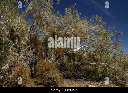 Desert Ironwood, Olneya Tesota, con pesanti infestazioni di deserto di vischio, Phoradendron californicum, deserto Sonoran, Californi Foto Stock