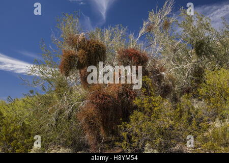 Desert Ironwood, Olneya Tesota, con pesanti infestazioni di deserto di vischio, Phoradendron californicum, deserto Sonoran, Californi Foto Stock