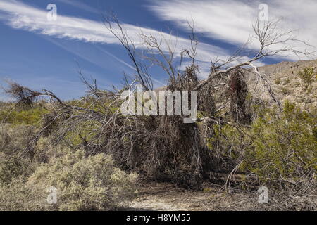 Desert Ironwood, Olneya Tesota, ucciso da infestamento pesante di deserto di vischio, Phoradendron californicum, deserto Sonoran, Cali Foto Stock