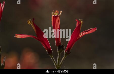 Chuparosa o hummingbird bush, Justicia californica, in fiore nel deserto di Sonora, California. Importante cibo-source per HUM Foto Stock