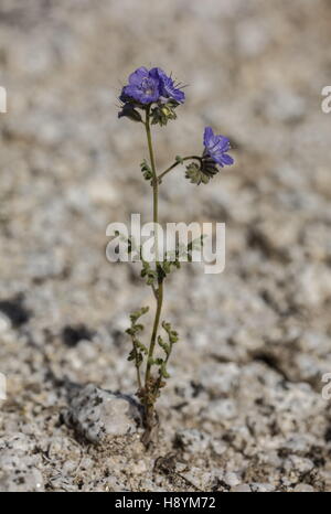 Phacelia comune, Phacelia distans, in fiore nel deserto della California del sud. Foto Stock