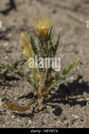 Sabbia blazing star, Mentzelia involucrata, in fiore nel deserto di Sonora, California. Foto Stock