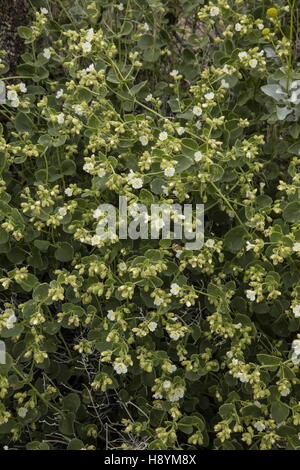 Triangolo di deserto-bush, Mirabilis laevis var. retrorsa, nel pieno fiore, sera, Anza-Borrego parco dello stato. Foto Stock