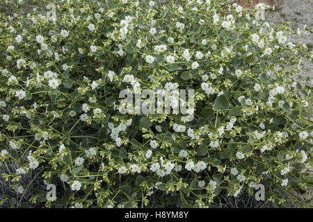 Triangolo di deserto-bush, Mirabilis laevis var. retrorsa, nel pieno fiore, sera, Anza-Borrego parco dello stato. Foto Stock