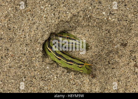 Bianco-rivestita sphinx, Hyles lineata caterpillar, scavando il suo pupation scavano nella sabbia, deserto californiano. Foto Stock