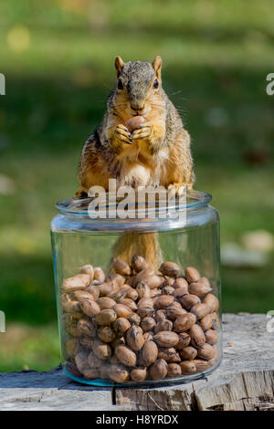 Eastern Fox Squirrel seduto sulla parte superiore del barattolo di vetro di dadi Foto Stock