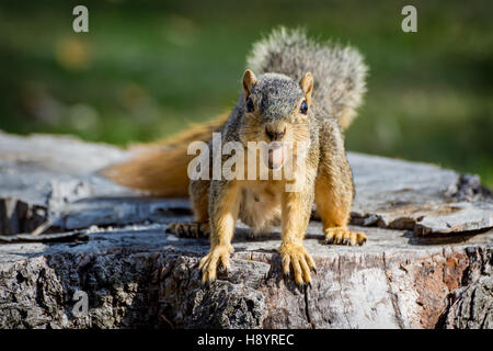 Eastern Fox Squirrel con un dado nella sua bocca mentre su un ceppo di albero Foto Stock