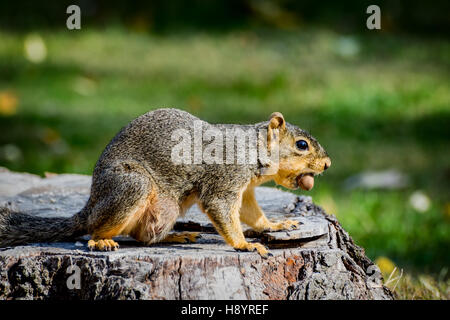 Eastern Fox Squirrel con un dado nella sua bocca Foto Stock