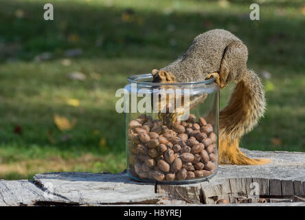 Eastern Fox Squirrel con dadi Foto Stock