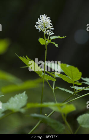 Baneberry, actaea spicata Foto Stock