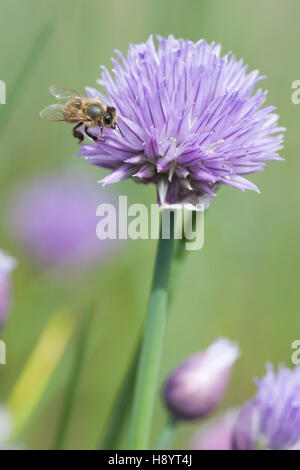 Erba cipollina (Allium schoenoprasum) con western miele delle api (Apis mellifera) Foto Stock