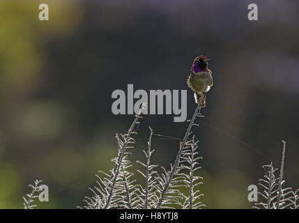 Anna's Hummingbird, Calypte anna; maschio, appollaiato sul gambo bugloss, Bolinas, California. Foto Stock