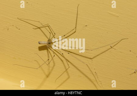 Femmina Daddy Long-gambe Spider, Pholcus phalangioides, sul muro del bagno. Foto Stock