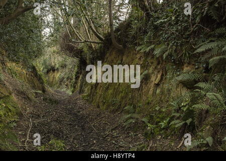 Vecchia corsia incassata sopra West Milton, West Dorset Foto Stock