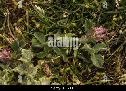 Annodato trifoglio, Trifolium striato in fiore nel tappeto erboso costiere; Penisola di Gower, nel Galles del Sud. Foto Stock