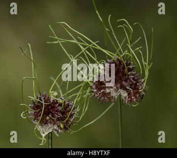 Cipolle selvatiche, Allium vineale con la germinazione bulbilli, dovuta a primavera umida. Il Dorset. Foto Stock