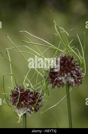 Cipolle selvatiche, Allium vineale con la germinazione bulbilli, dovuta a primavera umida. Il Dorset. Foto Stock