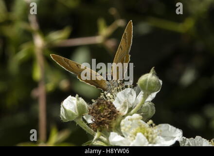 Brown Hairstreak butterfly, Thecla betulae alimentando il rovo blossom Foto Stock