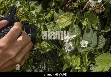 Fotografare un marrone Hairstreak butterfly, Thecla betulae alimentando il rovo blossom Foto Stock