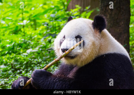 Panda gigante orso (Ailuropoda melanoleuca) sedersi e mangiare bambù fresco Foto Stock