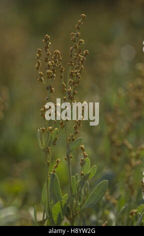 Sea-purslane, Atriplex portulacoides, halimione Portulacoides Foto Stock