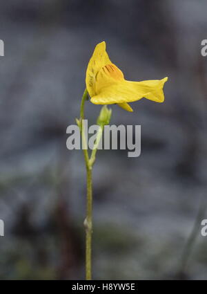 Bladderwort settentrionale, Utricularia stygia in fiore in piscina acida, Hartland Moor, Dorset. Foto Stock