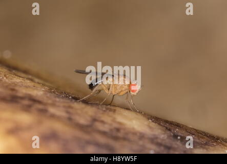 Comune maschio mosca della frutta, Drosophila melanogaster, sul marciume banane. Foto Stock