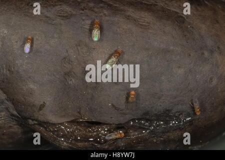 Comune di mosche di frutta, Drosophila melanogaster, sul marciume banane. Foto Stock